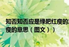 知否知否应是绿肥红瘦的意思和出处（知否知否应是绿肥红瘦的意思（图文））