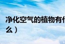 净化空气的植物有什么（净化空气的植物有什么）