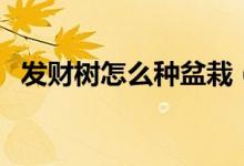 发财树怎么种盆栽（发财树怎么种植方法）