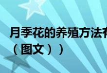 月季花的养殖方法有哪些（月季花的养殖方法（图文））