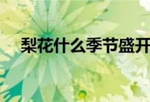梨花什么季节盛开（梨花什么季节开花）