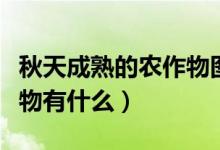 秋天成熟的农作物图片大全（秋天成熟的农作物有什么）