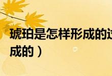 琥珀是怎样形成的过程四年级（琥珀是怎样形成的）