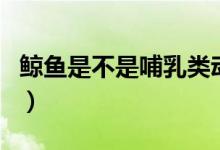 鲸鱼是不是哺乳类动物（鲸鱼是不是哺乳动物）