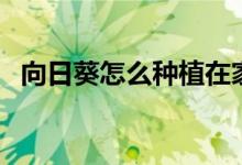 向日葵怎么种植在家里（向日葵怎么种植）