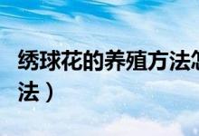 绣球花的养殖方法怎么扦插（绣球花的养殖方法）