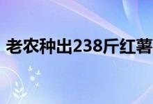 老农种出238斤红薯（红薯价格多少钱一斤）