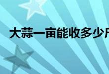 大蒜一亩能收多少斤（大蒜一亩产多少斤）