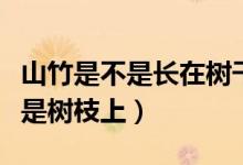 山竹是不是长在树干上（山竹是长在树干上还是树枝上）