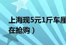 上海现5元1斤车厘子（价格便宜不少消费者在抢购）