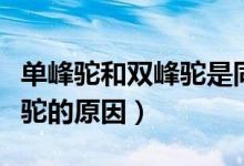 单峰驼和双峰驼是同一物种吗（单峰驼和双峰驼的原因）