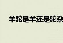 羊驼是羊还是驼杂交（羊驼是羊还是驼）