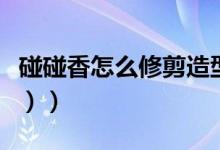 碰碰香怎么修剪造型图（碰碰香怎么养（图文））