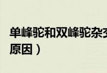 单峰驼和双峰驼杂交后代（单峰驼和双峰驼的原因）