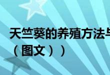 天竺葵的养殖方法与技巧（天竺葵的养殖方法（图文））