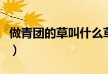 做青团的草叫什么草（做青团子的青草是什么）