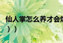 仙人掌怎么养才会爆盆（仙人掌怎么养（图文））