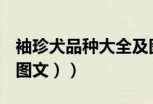袖珍犬品种大全及图片（袖珍狗是什么品种（图文））