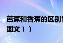 芭蕉和香蕉的区别简介（芭蕉和香蕉的区别（图文））