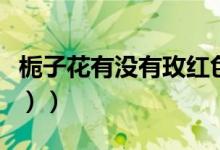栀子花有没有玫红色（栀子花有没有毒（图文））