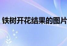 铁树开花结果的图片（铁树开花结果能吃吗）