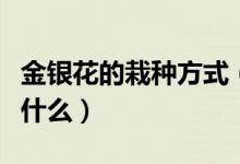 金银花的栽种方式（金银花盆栽的种植方法是什么）