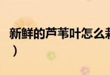 新鲜的芦苇叶怎么栽（新鲜的芦苇叶怎么处理）