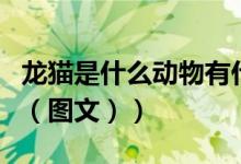 龙猫是什么动物有什么本领（龙猫是什么动物（图文））