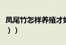 凤尾竹怎样养殖才好看（凤尾竹怎样养（图文））