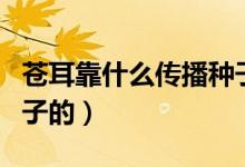 苍耳靠什么传播种子图片（苍耳靠什么传播种子的）