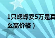 1只蟋蟀卖5万是真的吗（蟋蟀为什么能卖这么高价格）