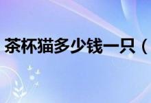 茶杯猫多少钱一只（买茶杯猫需要知道这些）