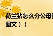 荷兰猪怎么分公母图解（荷兰猪怎么分公母（图文））