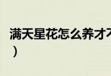 满天星花怎么养才不会枯萎（满天星花怎么养）