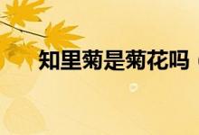 知里菊是菊花吗（知里菊是什么东西）