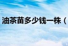 油茶苗多少钱一株（影响价格的因素有很多）