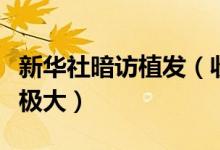 新华社暗访植发（收费价格不一背后乱象问题极大）