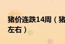 猪价连跌14周（猪肉批发价降到38元每公斤左右）