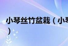 小琴丝竹盆栽（小琴丝竹的养殖和作用是什么）