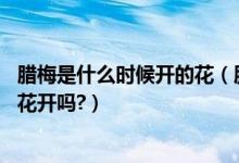 腊梅是什么时候开的花（腊梅花是什么季节开,那时还有别的花开吗?）
