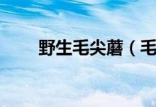 野生毛尖蘑（毛尖蘑是如何制作的）