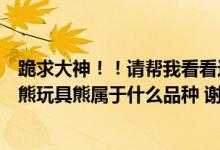 跪求大神！！请帮我看看这是什么狗狗（卖狗的人说是玩具熊玩具熊属于什么品种 谢谢了！）
