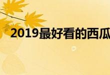 2019最好看的西瓜视频（2019最新口子）