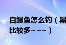 白鳗鱼怎么钓（黑口鱼和石鳞鳗`~那里钓出比较多~~~）