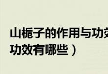 山栀子的作用与功效及用法（山栀子的作用与功效有哪些）