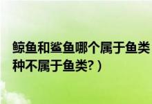 鲸鱼和鲨鱼哪个属于鱼类（鲸鱼、鲨鱼、墨斗鱼、鱿鱼哪一种不属于鱼类?）