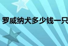 罗威纳犬多少钱一只桂林（罗威纳犬多少钱）