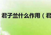 君子兰什么作用（君子兰的观赏作用有哪些）