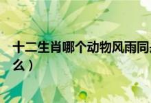 十二生肖哪个动物风雨同舟（风雨同舟的十二生肖动物是什么）