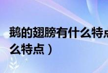 鹅的翅膀有什么特点和作用（企鹅的翅膀有什么特点）